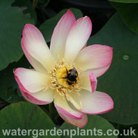 Lotus_Nelumbo_Pink_n_Yellow with bumblebee