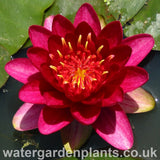 Waterlily Nymphaea 'Burgundy Princess'