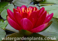 Waterlily Nymphaea 'Burgundy Princess'