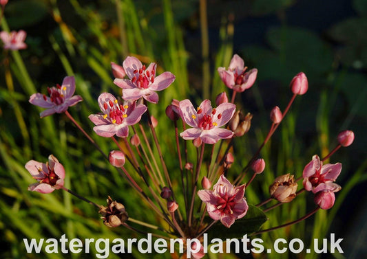Butomus_umbellatus_Flowering_Rush_Rosenrot_Rose_Red_Form