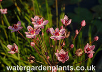 Butomus_umbellatus_Flowering_Rush_Rosenrot_Rose_Red_Form