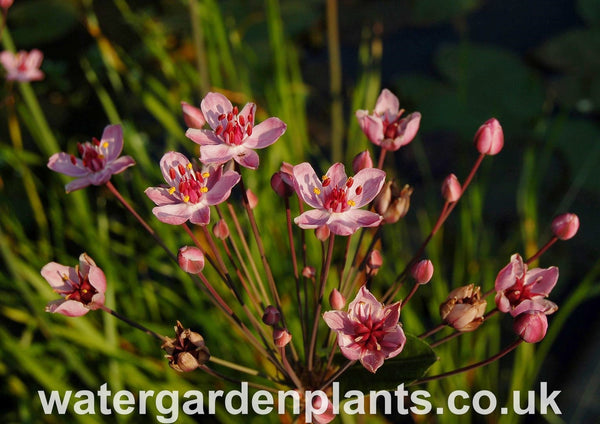 Butomus_umbellatus_Flowering_Rush_Rosenrot_Rose_Red_Form