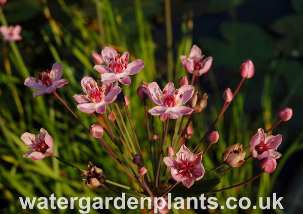 Butomus_umbellatus_Flowering_Rush_Rosenrot_Rose_Red_Form