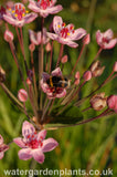 Butomus_umbellatus_Flowering_Rush_Rosenrot_Rose_Red_Form_With_Bumblebee