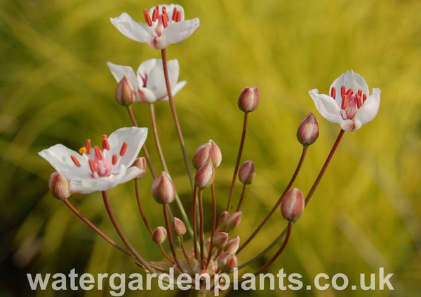 Butomus_umbellatus_Flowering_Rush_Schneeweibschen_White_Form