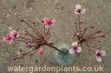 Butomus umbellatus 'Rosenrot' flower and wild Butomus flower.