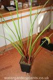 Butomus_umbellatus_Flowering_Rush on potting bench