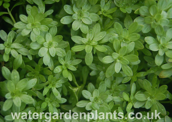 Callitriche_stagnalis_Common_Water_Starwort