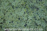 Callitriche_stagnalis_Common_Water_Starwort