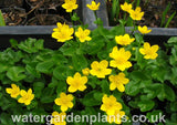 Caltha_palustris_native_marsh_marigold