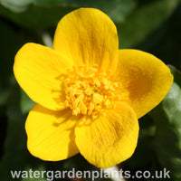 Caltha_palustris_native_marsh_marigold