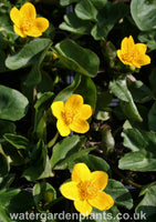Caltha_palustris_native_marsh_marigold