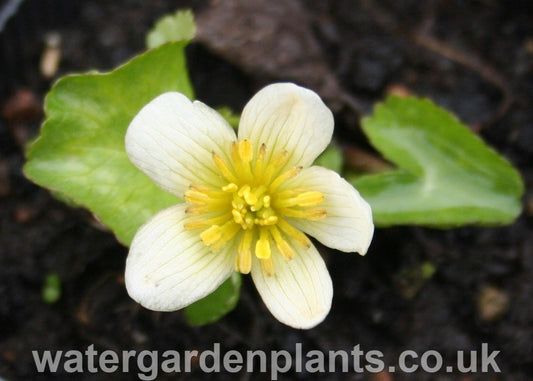 Caltha palustris var. alba - White Marsh Marigold