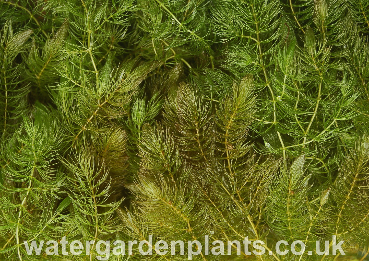 Ceratophyllum_Hornwort