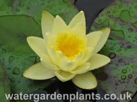 Waterlily Nymphaea 'Marliacea Chromatella'