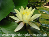 Waterlily Nymphaea 'Marliacea Chromatella'