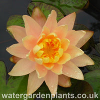 Waterlily Nymphaea ‘Clyde Ikins’