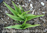 Dactylorhiza praetermissa - Southern Marsh Orchid, Purple Marsh Orchid