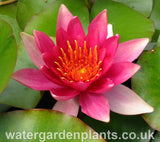 Waterlily Nymphaea 'David'