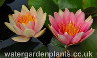 Waterlily Nymphaea 'David'