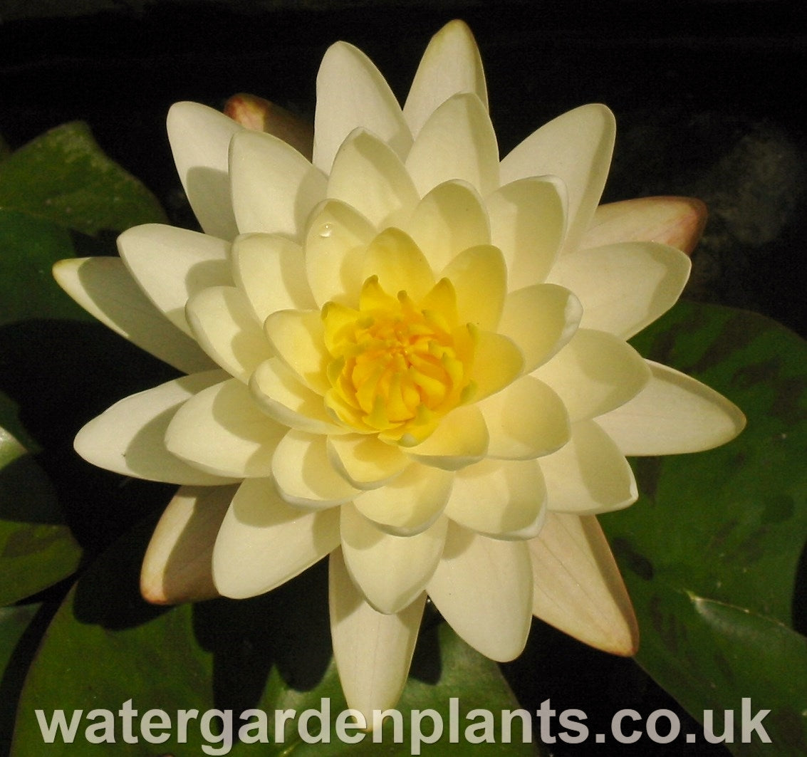 Waterlily Nymphaea 'Denver'