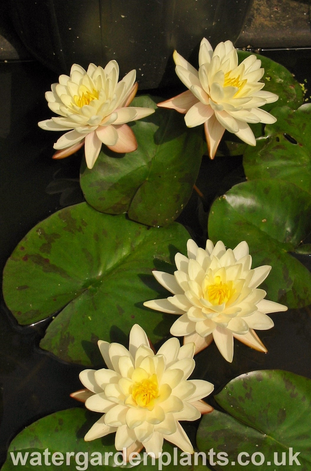 Waterlily Nymphaea 'Denver'