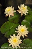 Waterlily Nymphaea 'Denver'