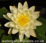 Waterlily Nymphaea 'Denver'