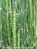 Equisetum_hyemale_Water_Horsetail_or_Rough_Horsetail