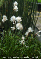 Eriophorum_angustifolium_Common_Cottongrass