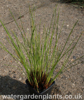 Eriophorum_vaginatum_Tufted_Cottongrass_or_Harestail_Cottongrass