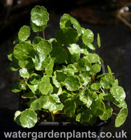 Hydrocotyle_vulgaris_Marsh_Pennywort