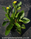 Ranunculus flammula subsp. minimus - Dwarf Lesser Spearwort in pot