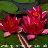 Waterlily Nymphaea 'Laydekeri Fulgens' 