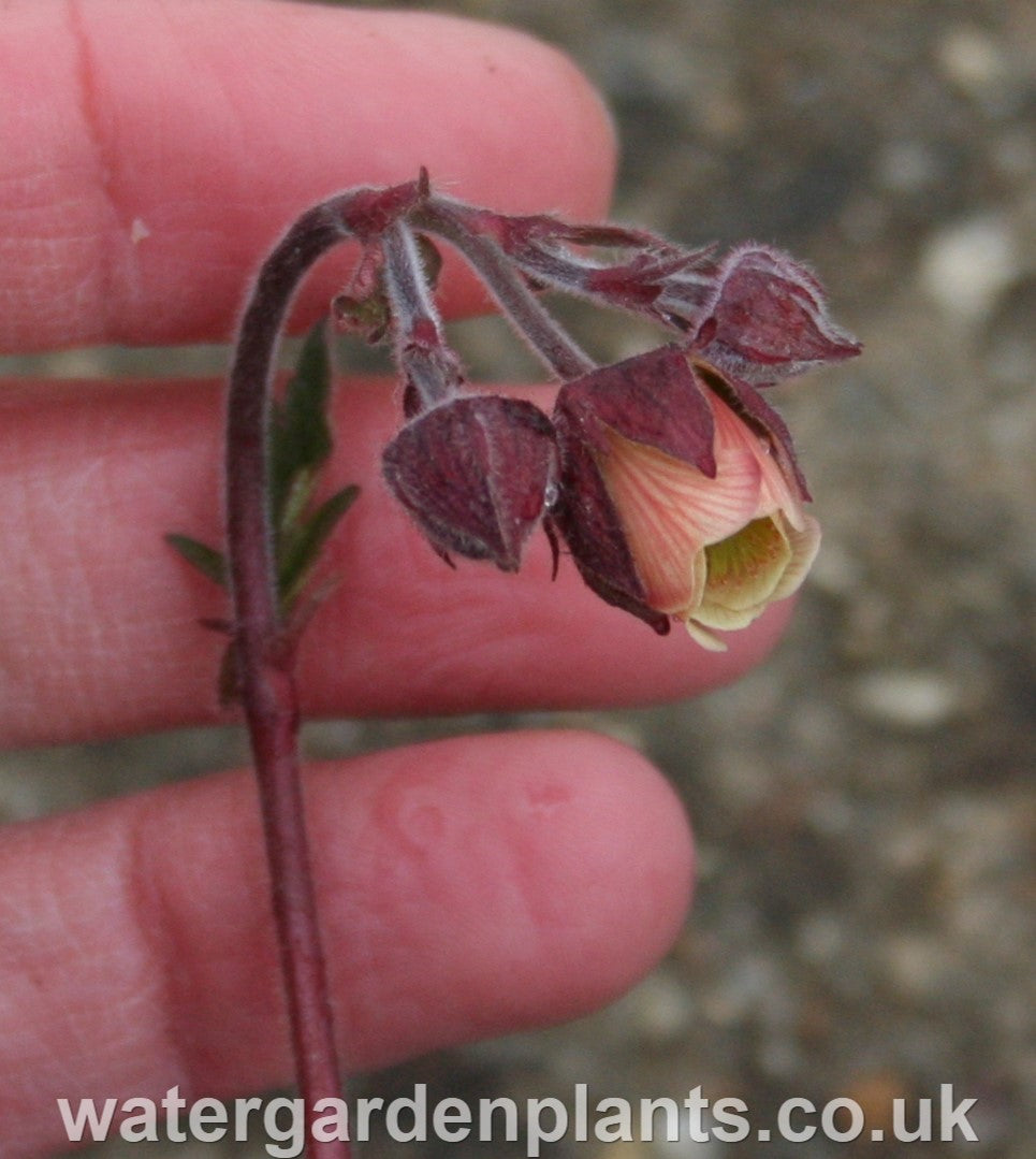 Geum rivale - Water Avens