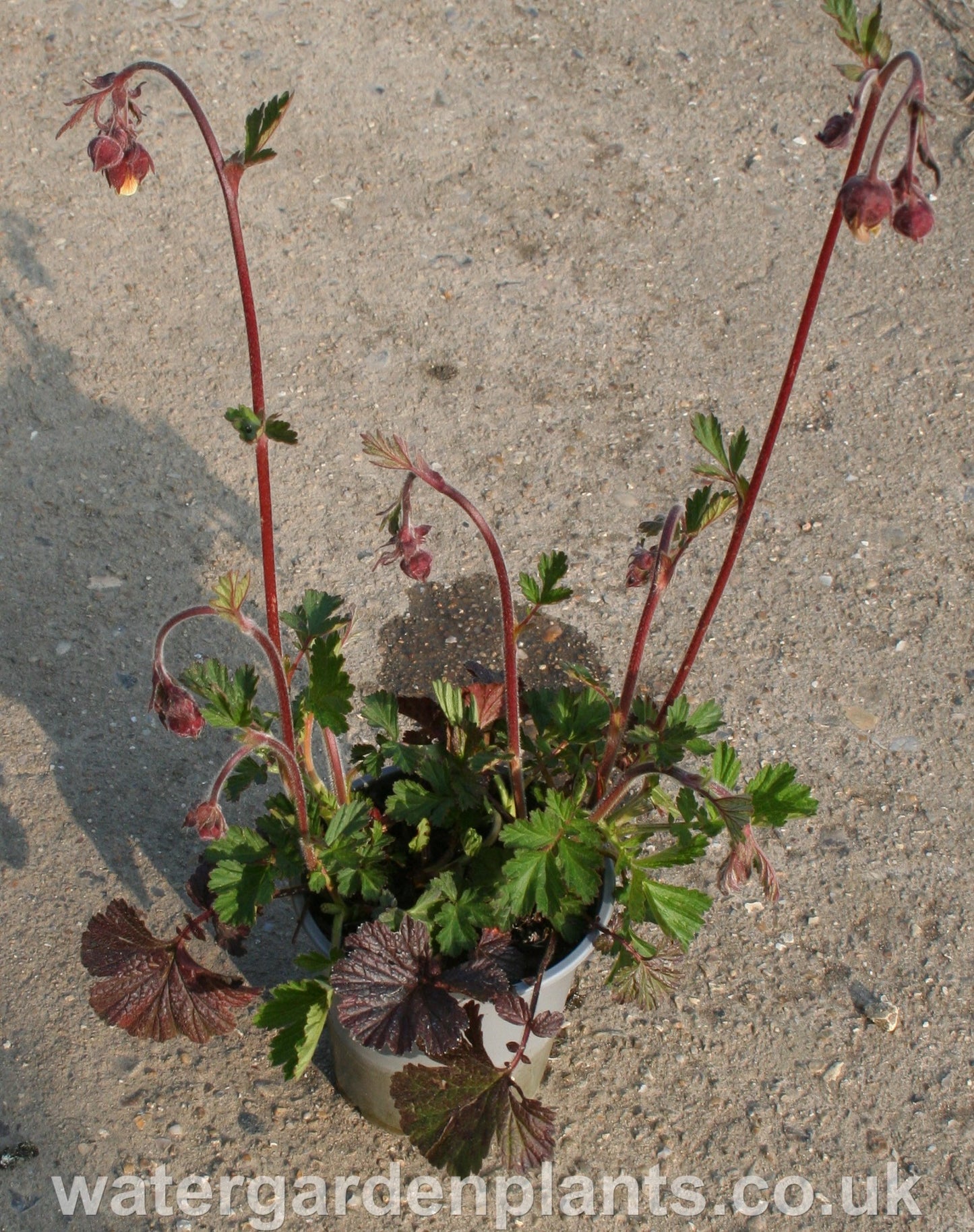 Geum rivale - Water Avens