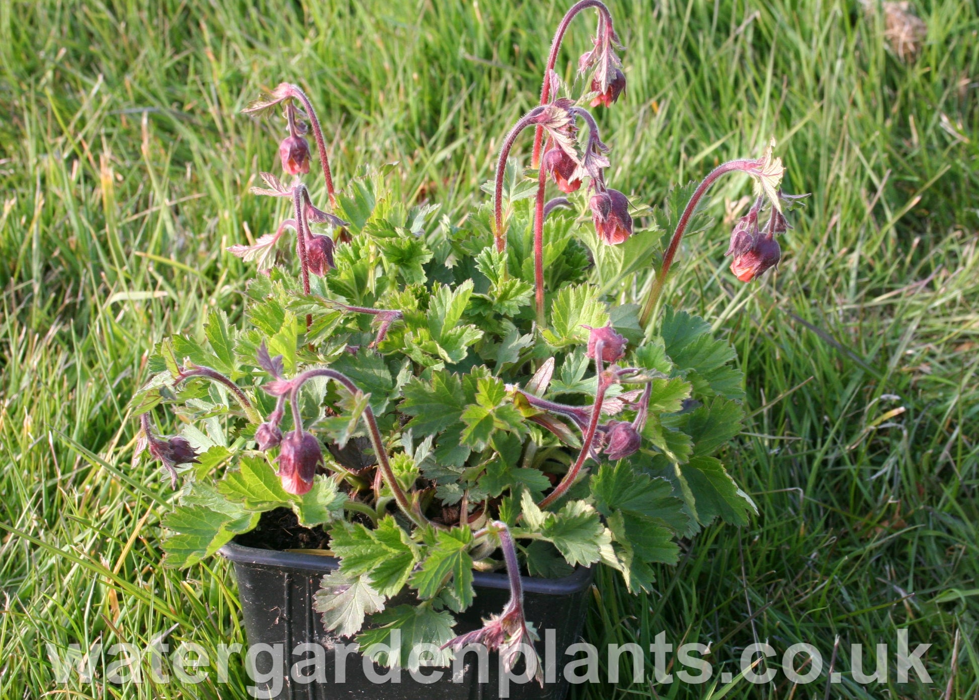 Geum rivale - Water Avens
