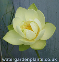 Lotus_Nelumbo_Perrys_Giant_Sunburst