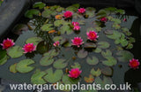Nymphaea 'Gloriosa' - Waterlily, in pond