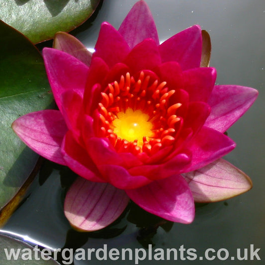Nymphaea 'Gloriosa' - Waterlily