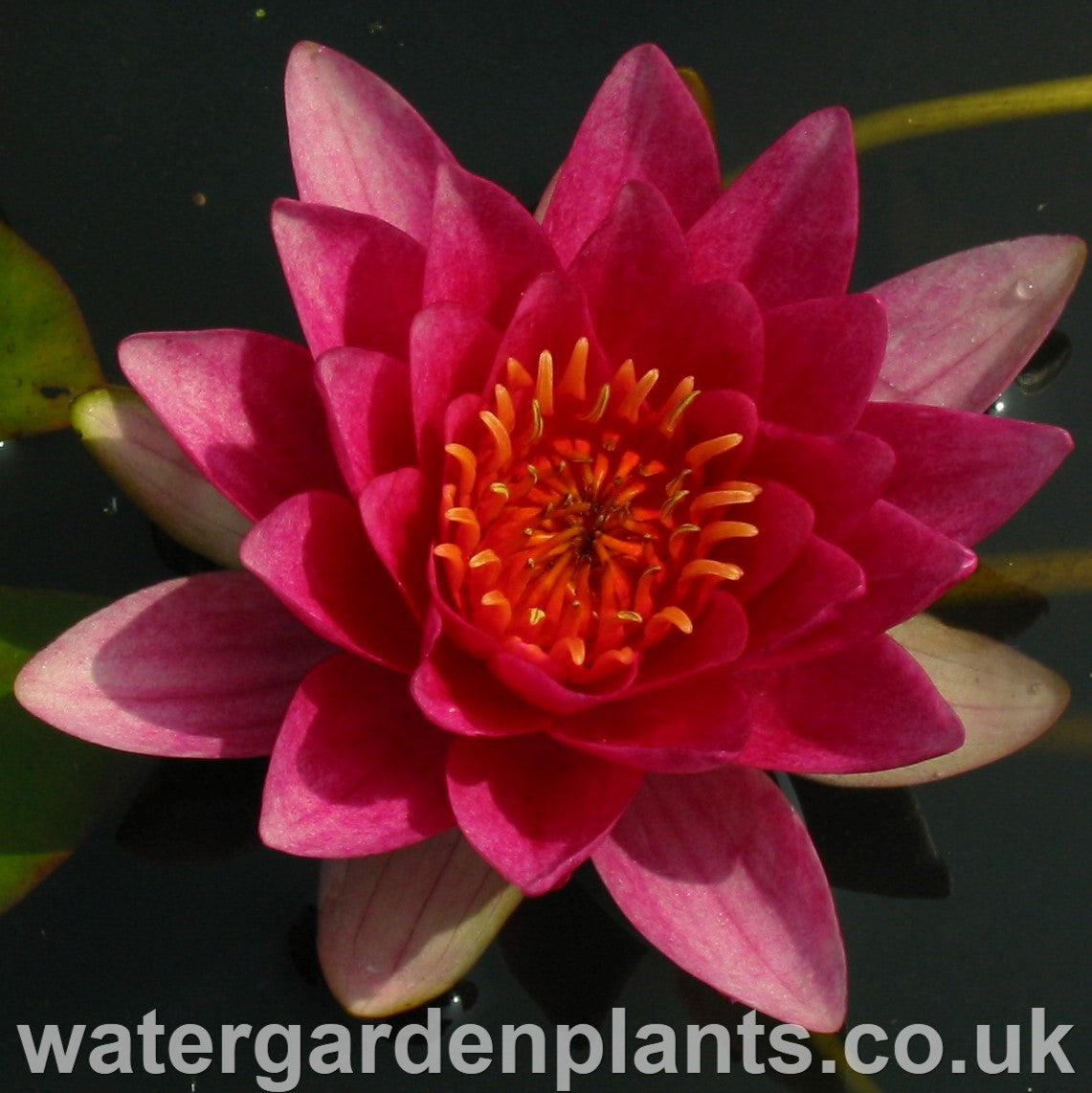 Nymphaea 'Gloriosa' - Waterlily