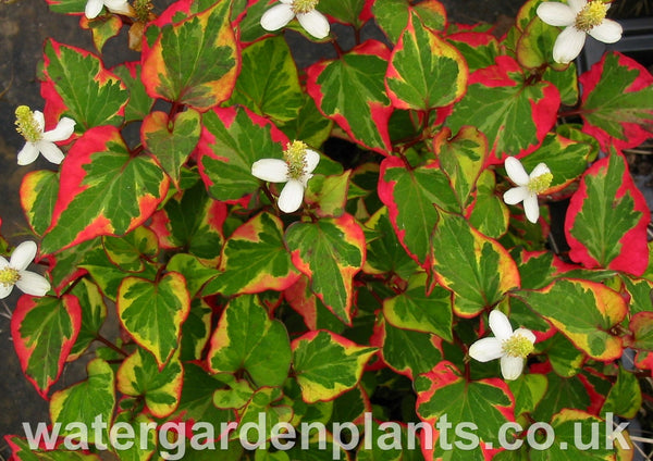 Houttuynia cordata 'Chameleon' - Chameleon Plant