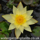 Waterlily Nymphaea 'Pygmaea Helvola'