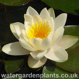 Waterlily Nymphaea 'Hermine'