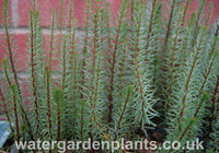 Hippuris_vulgaris_Cat's Tail or Marestail