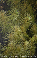 Hippuris_vulgaris_Cat's Tail or Marestail