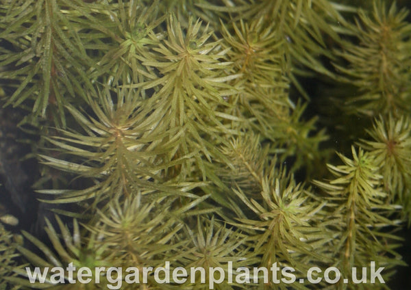 Hippuris_vulgaris_Cat's Tail or Marestail