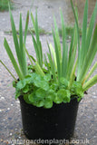 Hydrocotyle_vulgaris_Marsh_Pennywort growing in an iris
