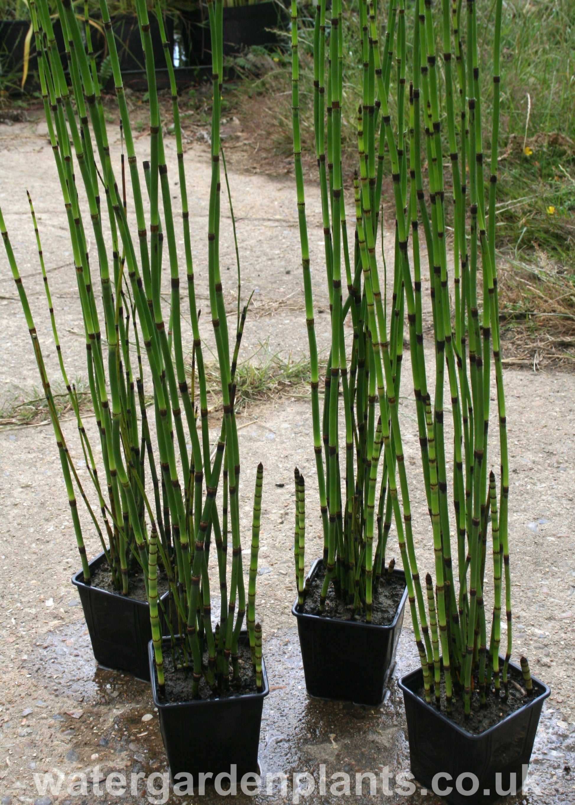 horsetail plant in pots Equisetum hyemale
