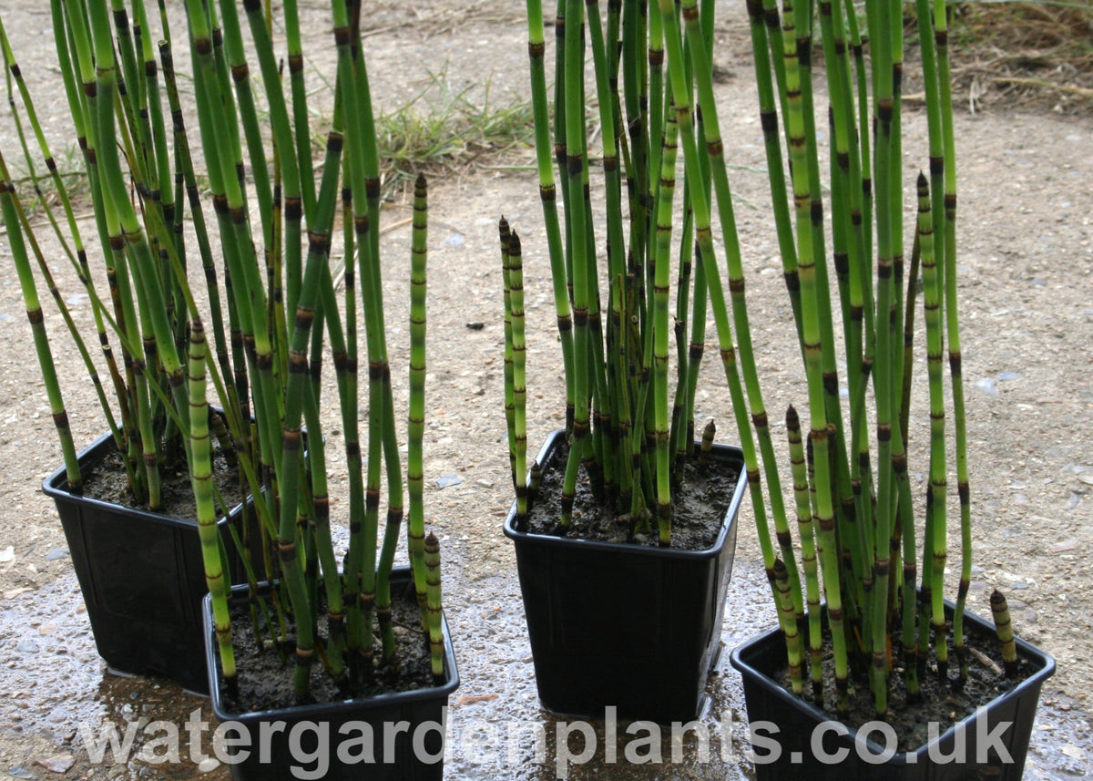 Equisetum hyemale - Water Garden Plants
